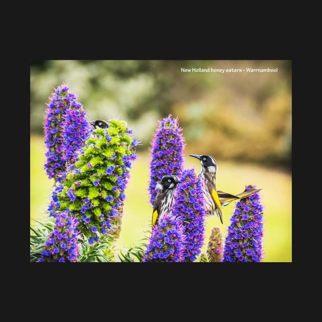 New Holland honey eaters - Warrnambool by ken47