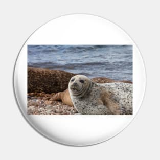 A common seal at Portgordon Scotland - 3 Pin