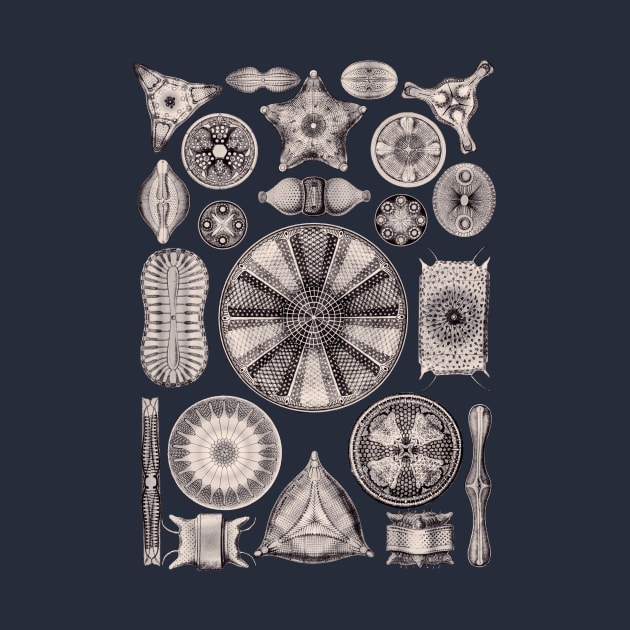 Ernst Haeckel Diatoms Lavender Gray by Scientistudio