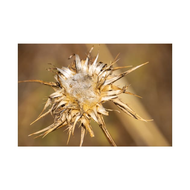 Dead seed head. by sma1050