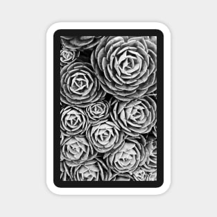 Black and White Succulents Magnet