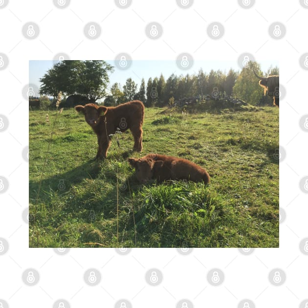 Scottish Highland Cattle Calves 1551 by SaarelaHighland