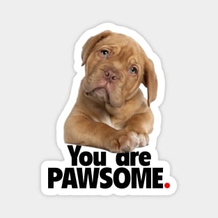 You are PAWSOME Magnet