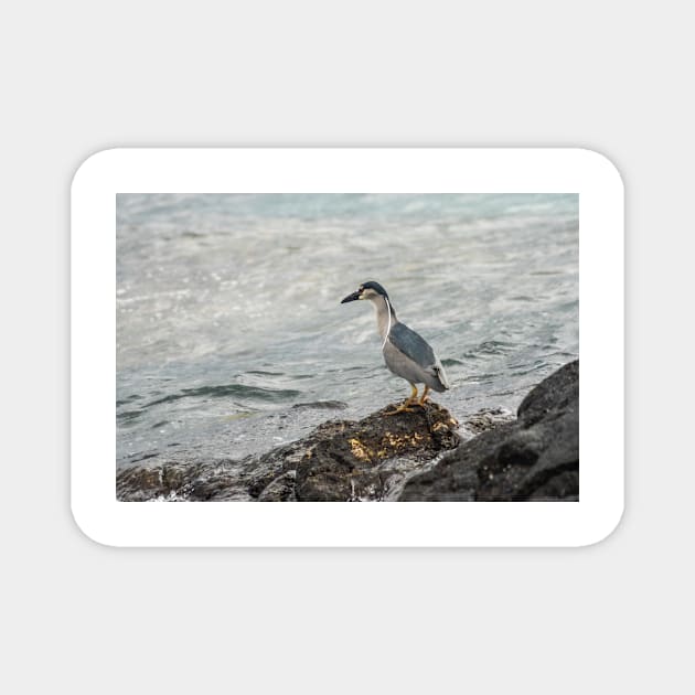 Black-crowned night heron of hawaii 6 Magnet by KensLensDesigns