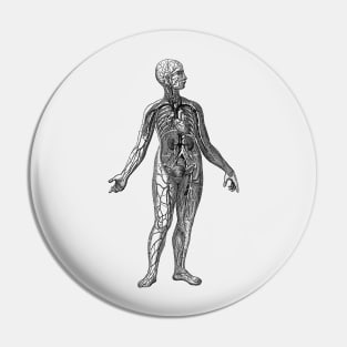 Venous System Diagram - Vintage Anatomy Pin