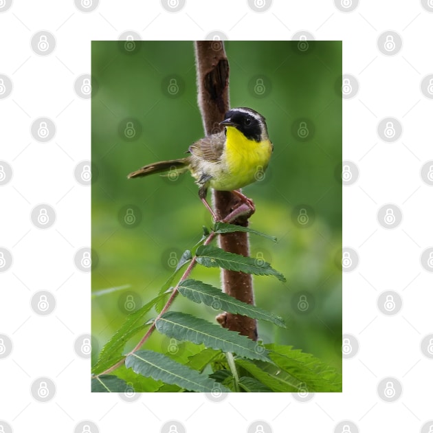 Common Yellowthroat by Jim Cumming