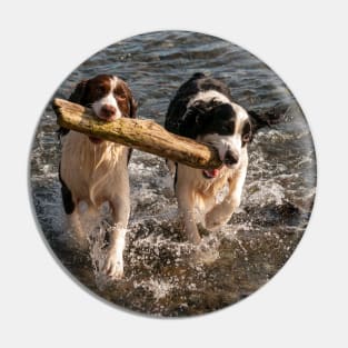 Springer Spaniels Working Together Pin