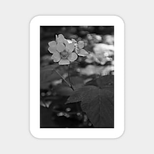 Glacier National Park Wild Flowers, black and white Magnet