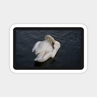 Swan Preening Magnet