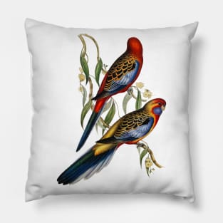 Adelaide Parakeet Vintage Illustration Pillow