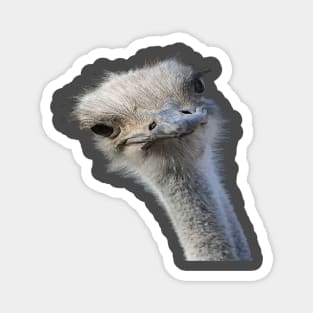 Ostrich Face With Gormless Expression Magnet