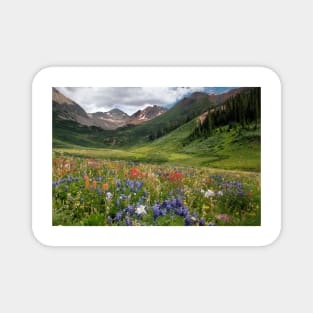 Alpine flowers in Rustler's Gulch, USA (C006/5999) Magnet