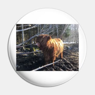 Scottish Highland Cattle Calf 1969 Pin