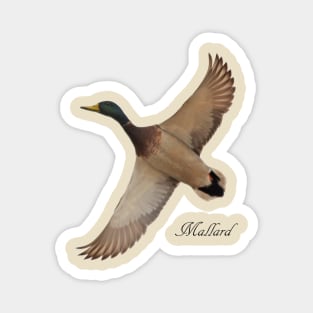 Mallard Magnet