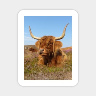 Highland Cow Magnet