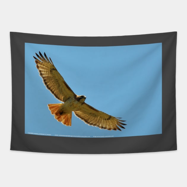 Stretch Your Wings Tapestry by michaelasamples