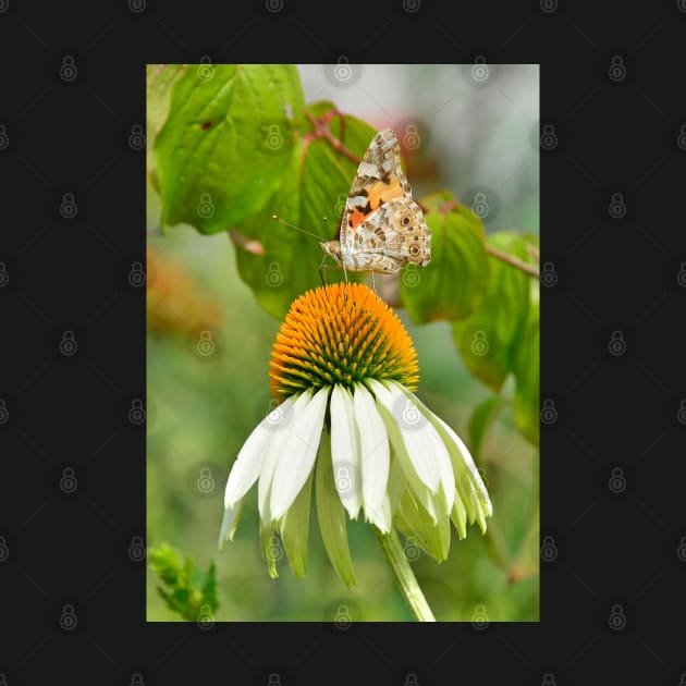 White Swan Echinacea with Butterfly by jojobob