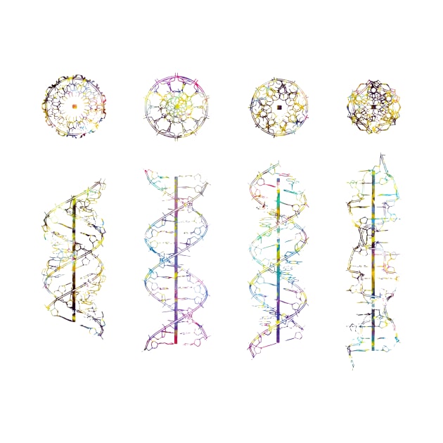 A-,B-,C- and Z-DNA by erzebeth