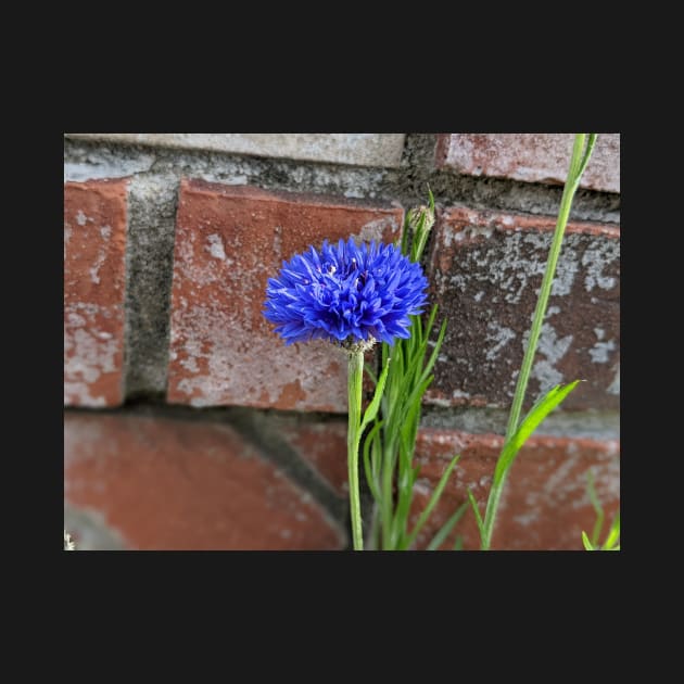 Cornflower and Brick by AustaArt