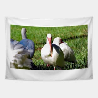 American White Ibis Tapestry