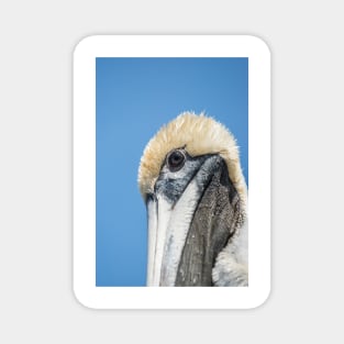 Portrait of Brown pelican 2 Magnet