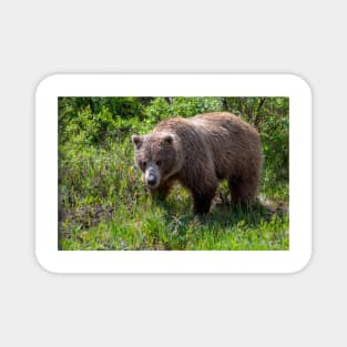 GrizzlyBear in Mradow Magnet