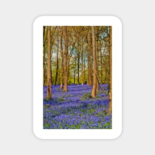 Bluebell Woods Greys Court Oxfordshire England Magnet