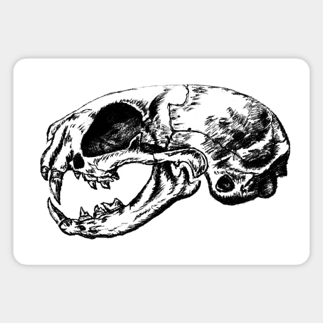 Skull bones of animals, Veterinary Anatomy