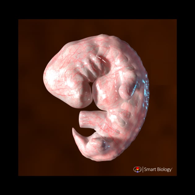 Human Embryo by Smart Biology