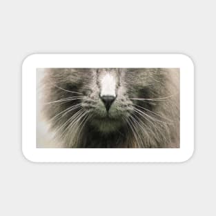 Cute Cat Whiskers Face Magnet