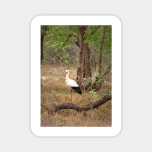 White stork Magnet