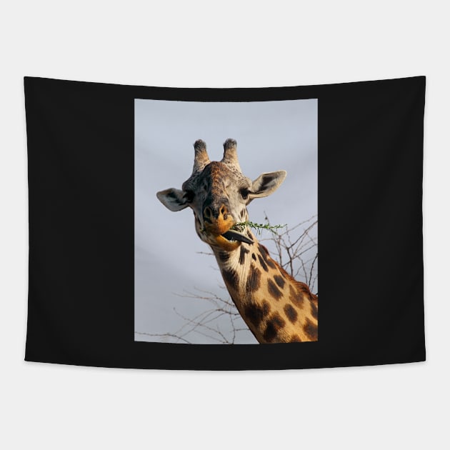 Maasai or Masai, Giraffe, Serengeti, Tanzania Tapestry by Carole-Anne