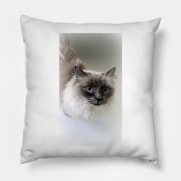 Ragdoll Lou Pillow by Ladymoose