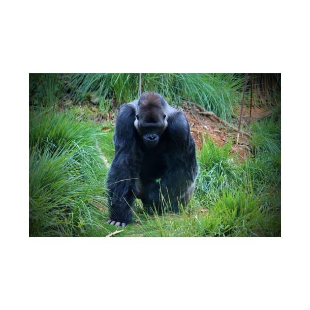 Gorilla On The Prowl by Cynthia48