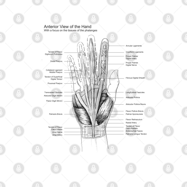 Black and White Hand Dissection Illustration by emadamsinc