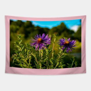 Asters Tapestry