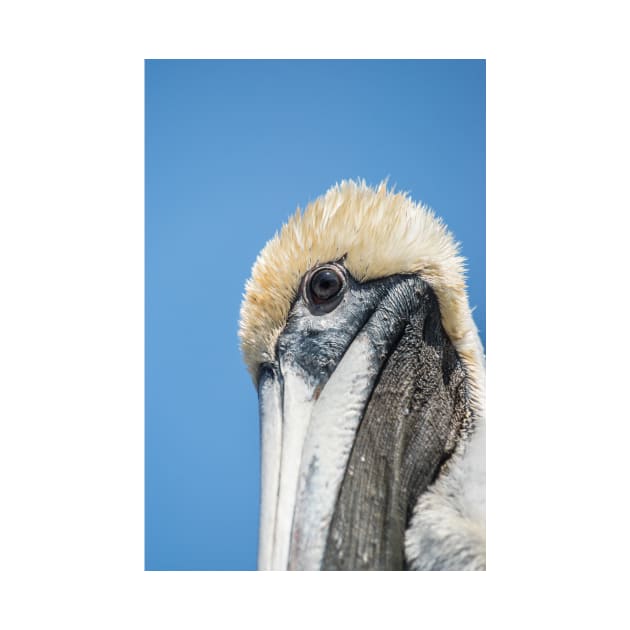 Portrait of Brown pelican 2 by KensLensDesigns