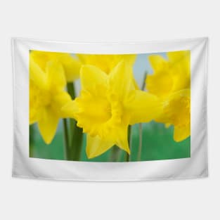 Narcissus  &#39;Standard Value&#39;   Division 1  Trumpet Daffodil Tapestry