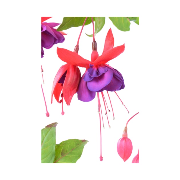 Fuchsia  &#39;Voodoo&#39; by chrisburrows