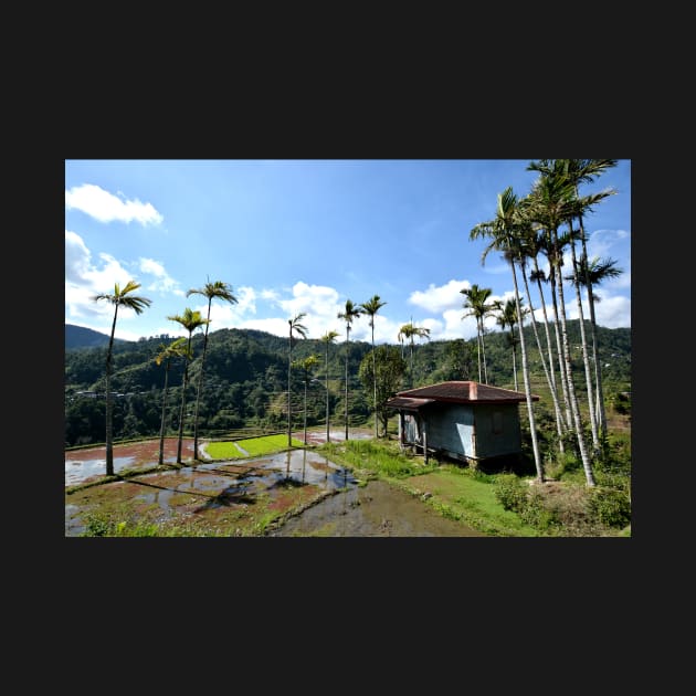 Rizières en terrasses Banaue, Philippines by franck380