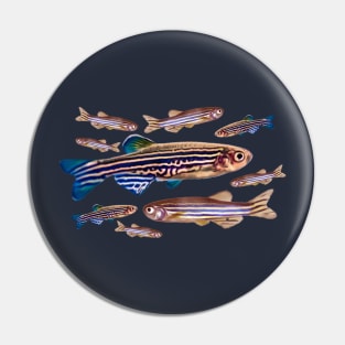 Zebrafish Danio Model Organism Genetics Biology Pattern Pin