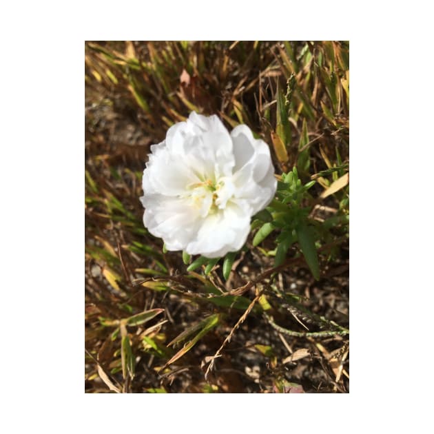 White Flower by Amanda1775