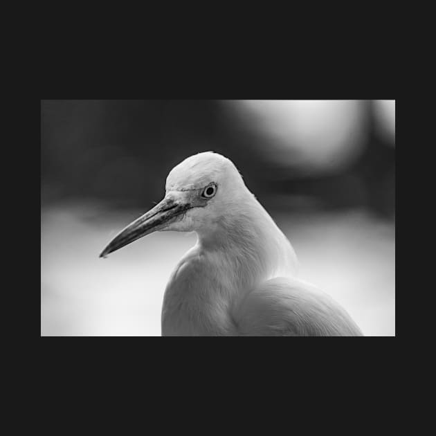 black and white  Snowy Egret by KensLensDesigns