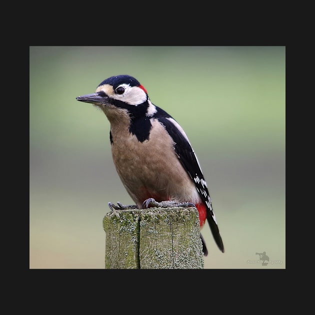 Great spotted woodpecker by Simon-dell