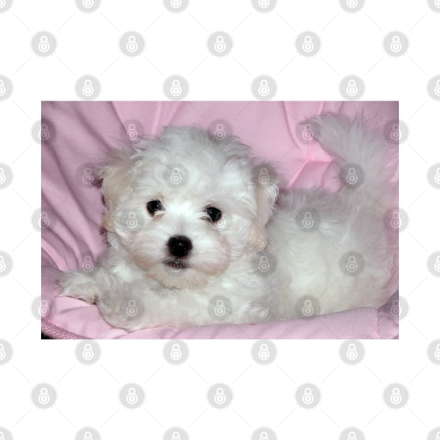 photo puppy pretty in pink by mystudiocreate