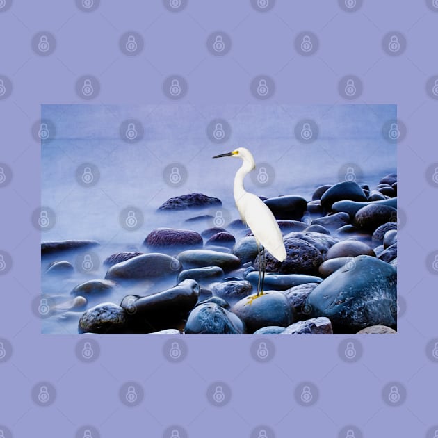 Snowy Egret on the Rocks by lauradyoung