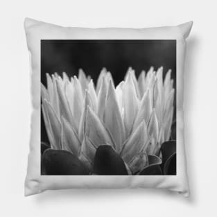 Monochrome Protea Flower - Hampton Style Pillow