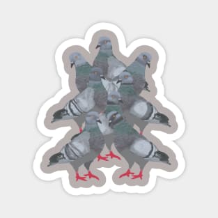 Pigeons Magnet