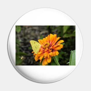 Alfalfa Butterfly on Flowers Pin