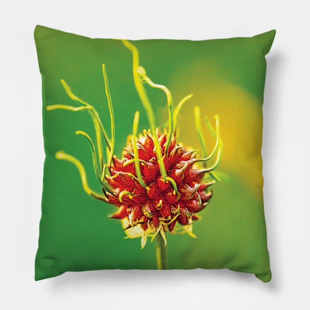 Wild Garlic - Allium vineale Pillow by sleepingdogprod